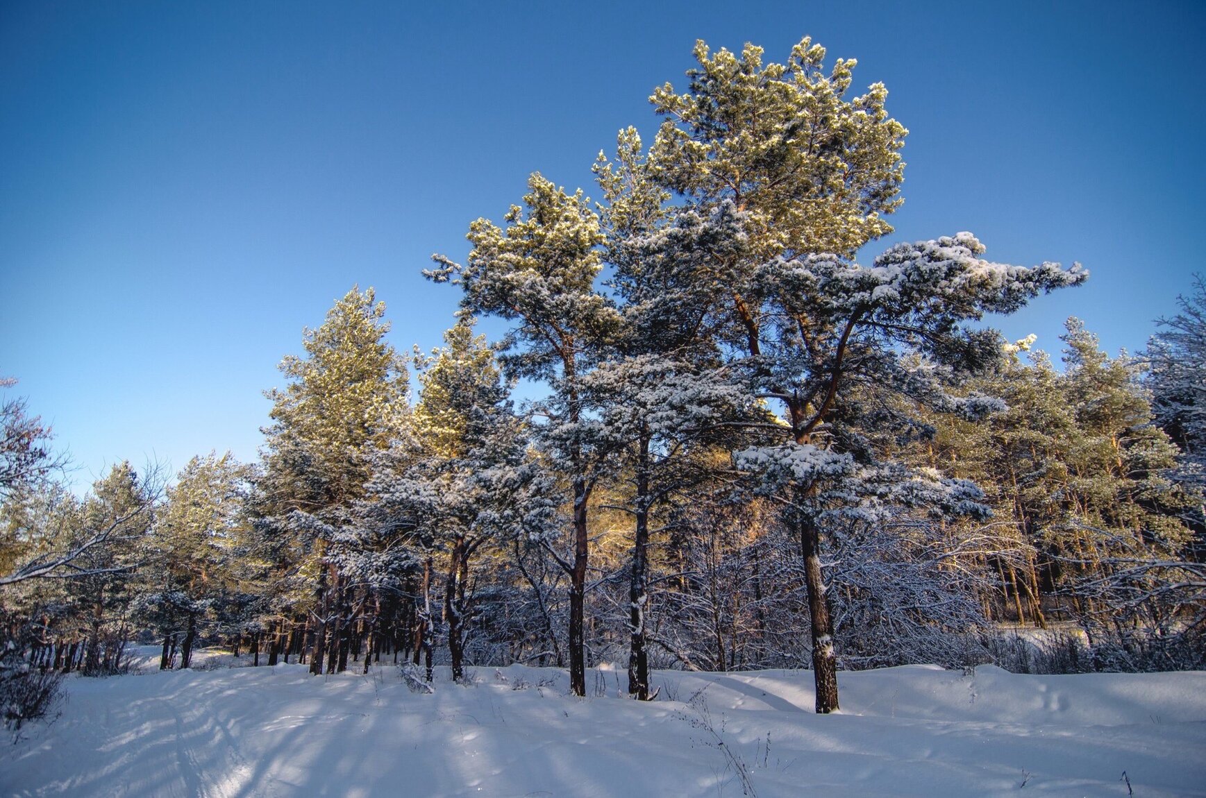 Воронеж лес зимой